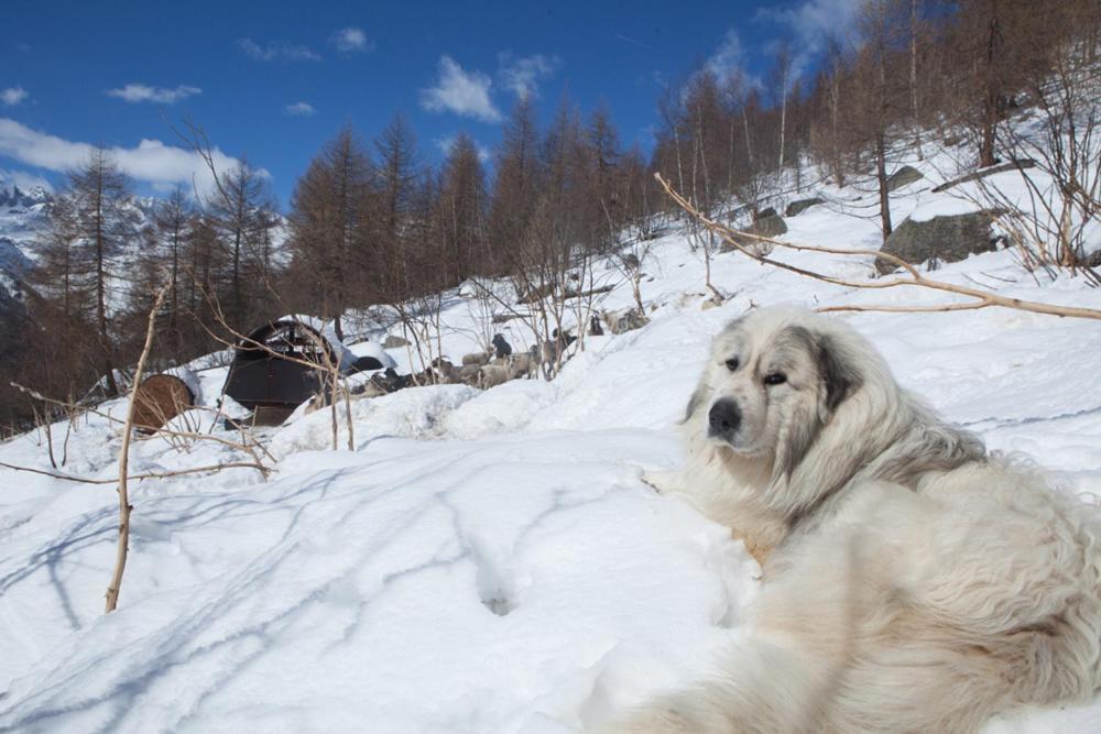 Agriturismo A Nostro Mizoun Ostana エクステリア 写真